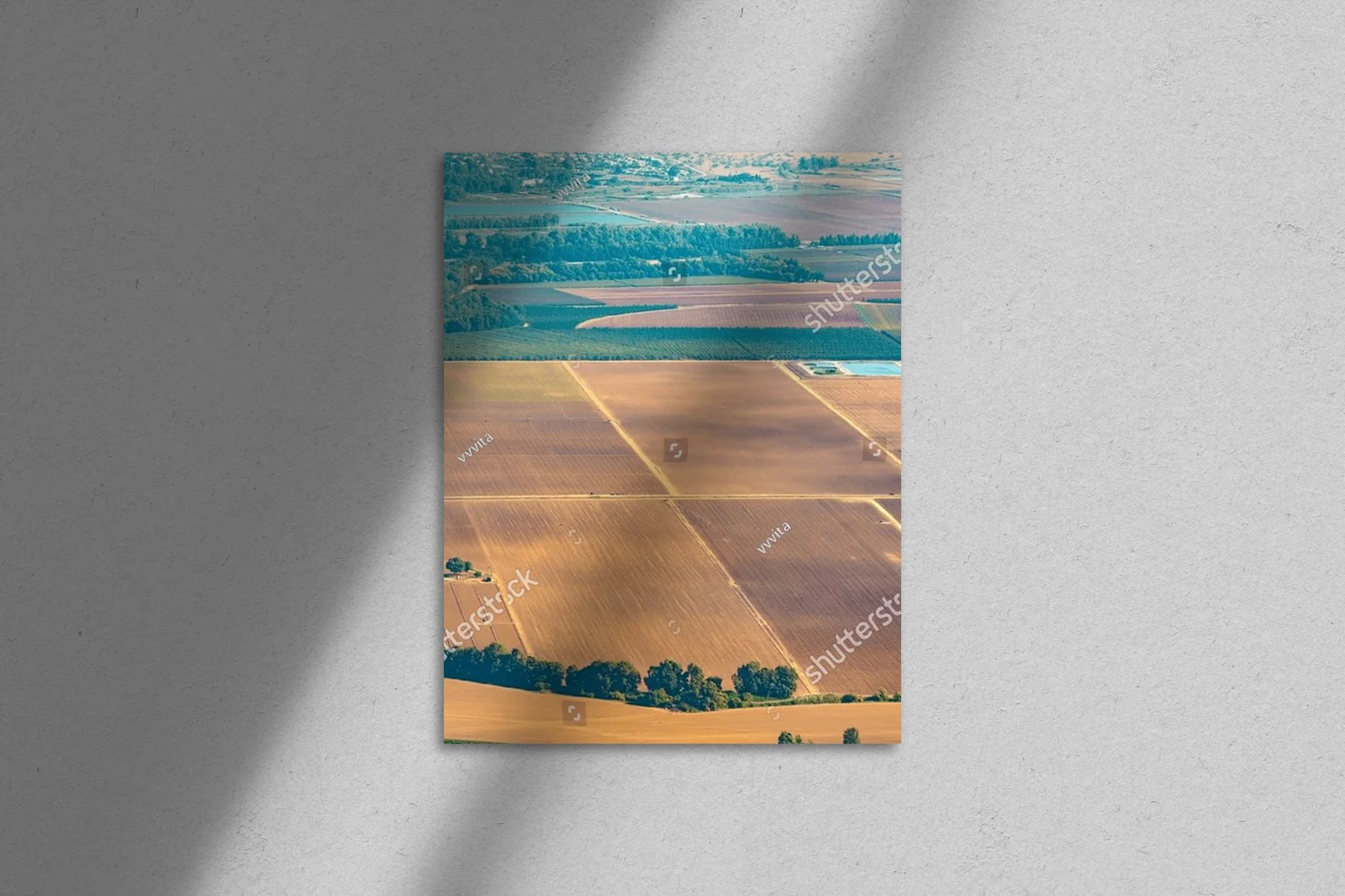 Olive Groves and Fields: A Landscape of Tranquility