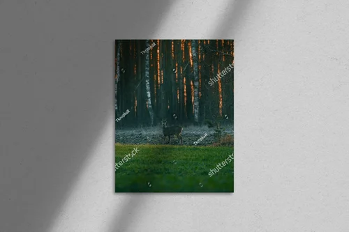 Sarenka w leśnym pejzażu o poranku