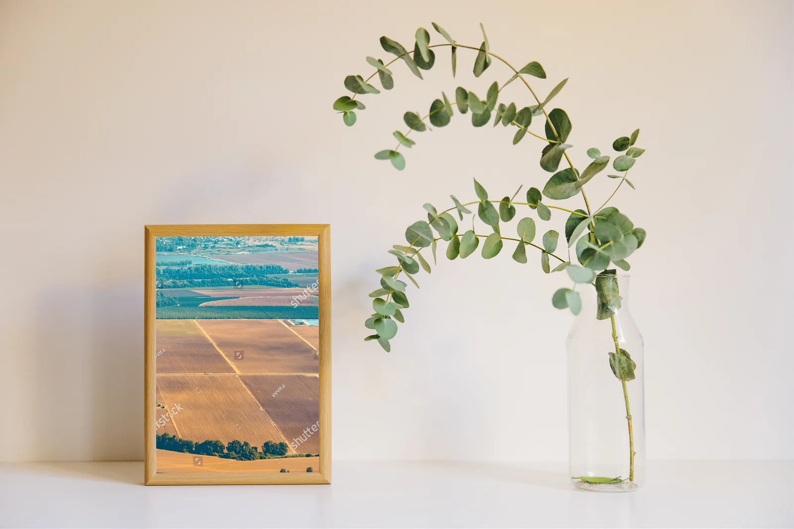 Olive Groves and Fields: A Landscape of Tranquility