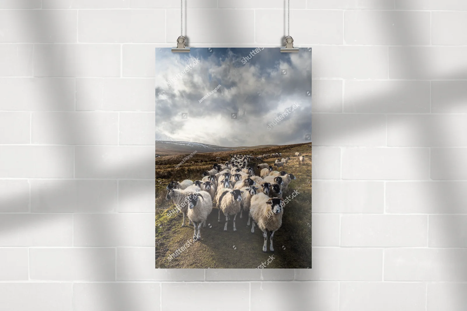 Fascynujący krajobraz z owcami w Yorkshire Dales