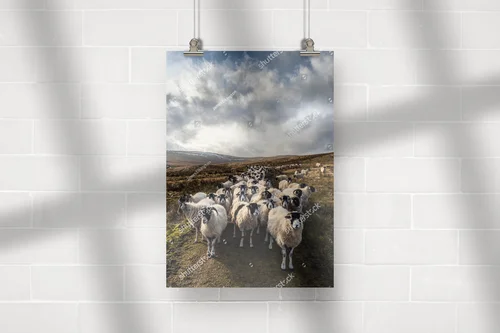 Fascynujący krajobraz z owcami w Yorkshire Dales