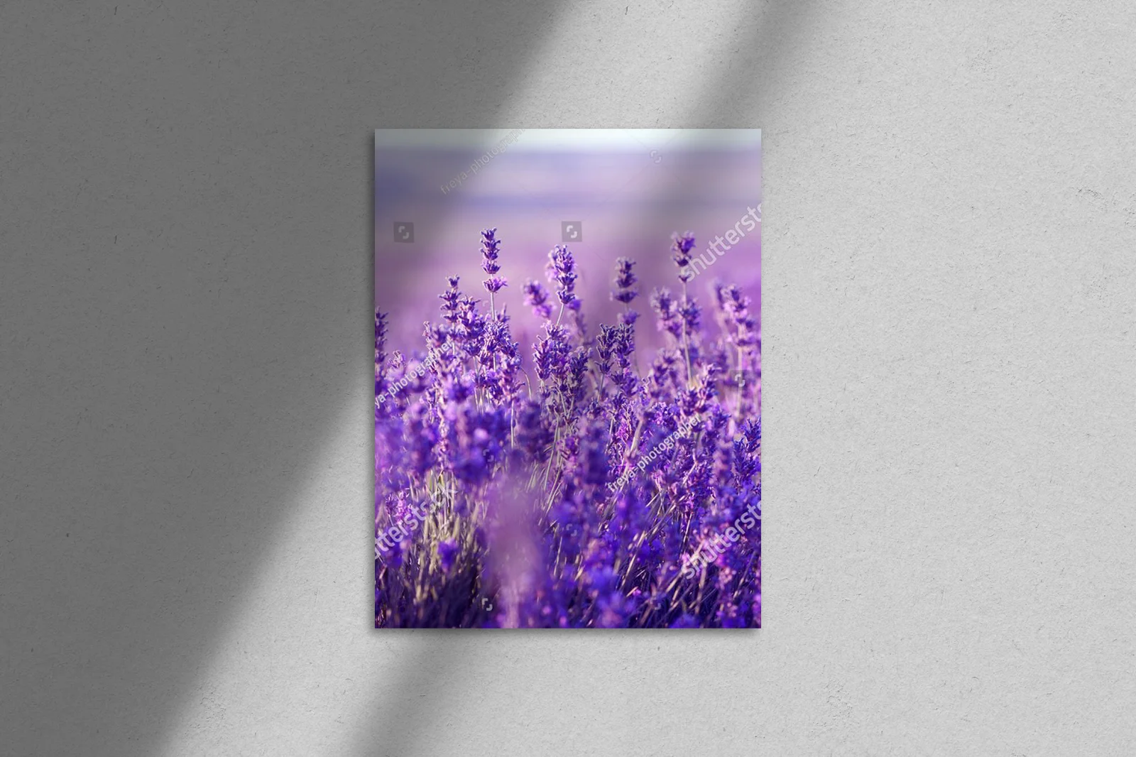 Letnie pola lawendy w harmonijnych barwach