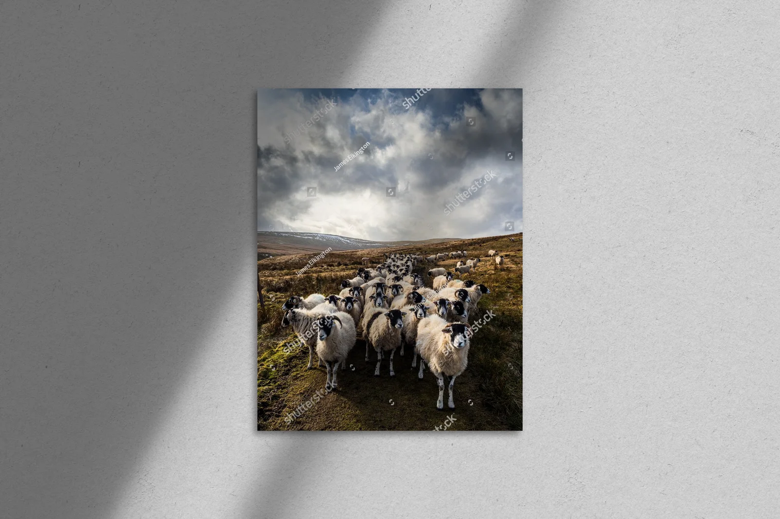 Fascynujący krajobraz z owcami w Yorkshire Dales