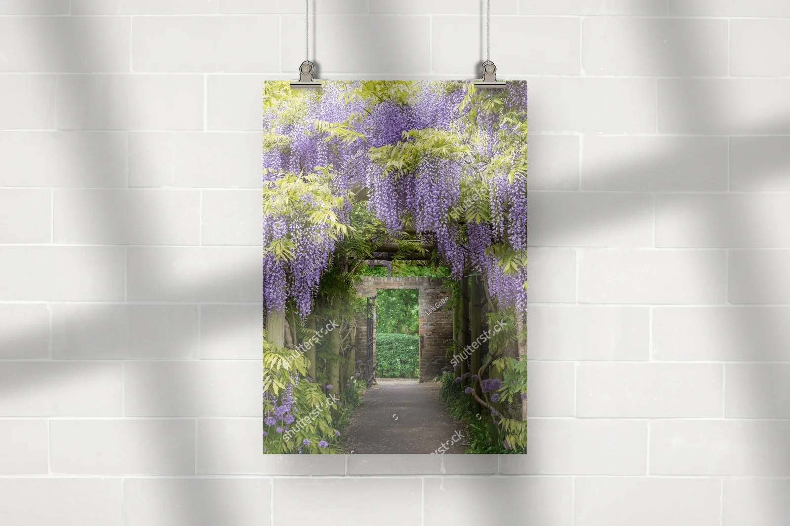 Magia wisteri w tunelu w Eastcote