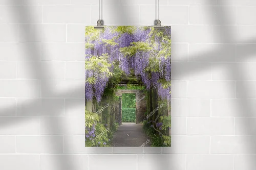 Magia wisteri w tunelu w Eastcote