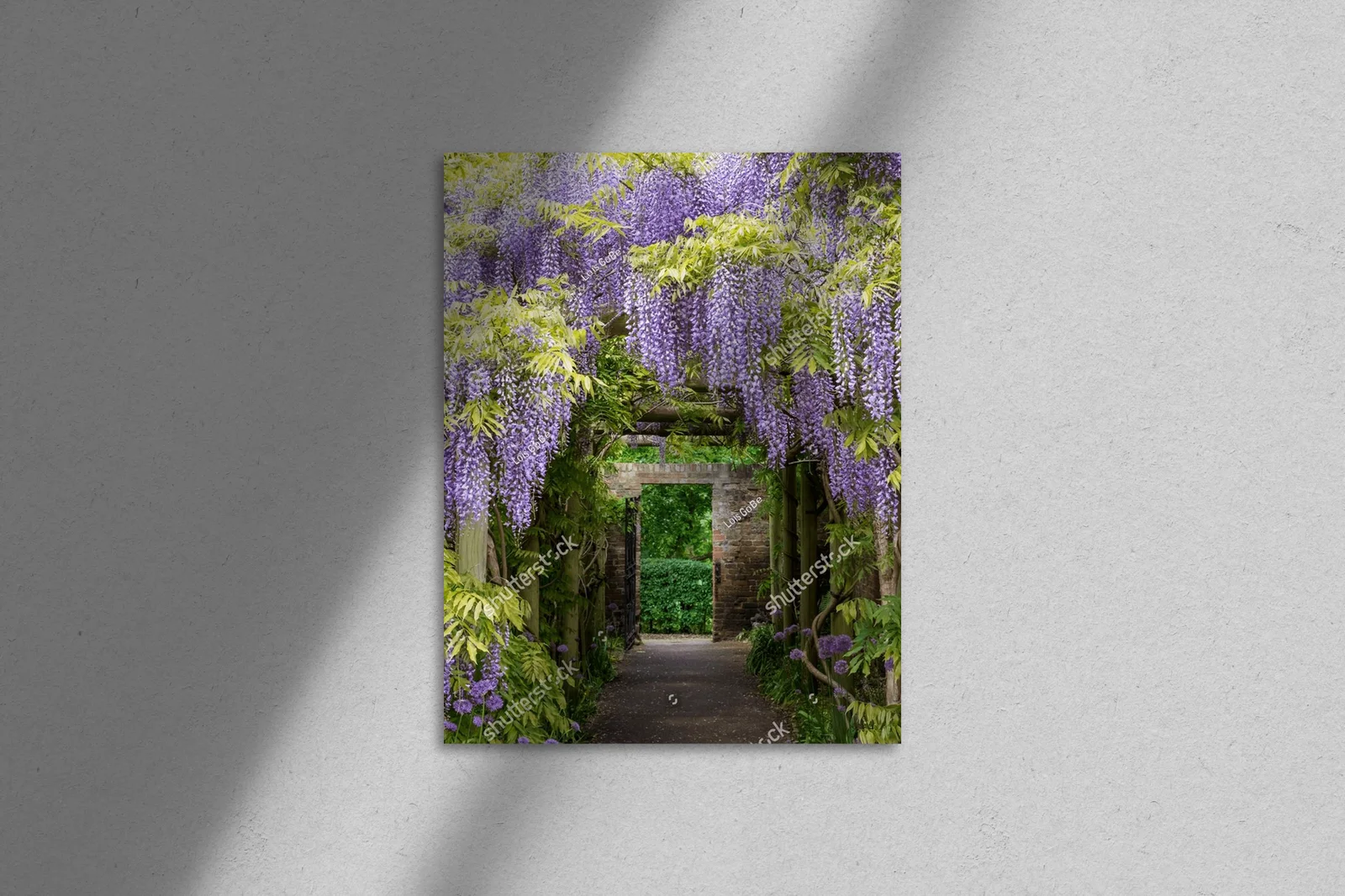 Magia wisteri w tunelu w Eastcote