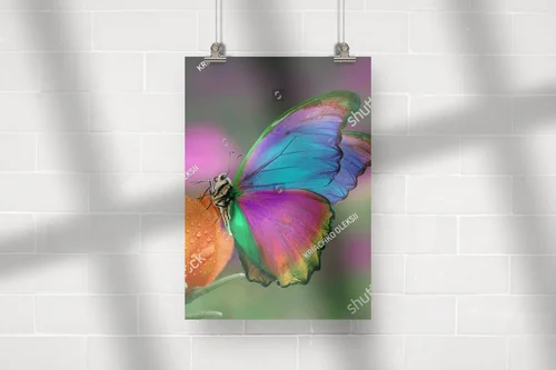 Kolorowy motyl na pomarańczowym kwiecie