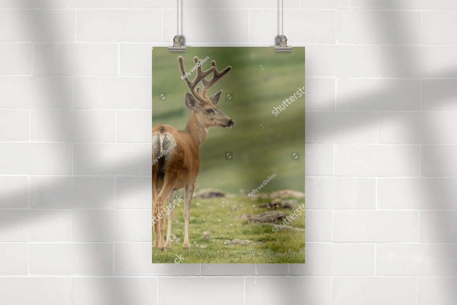 Mule Deer na tle malowniczych gór w Colorado