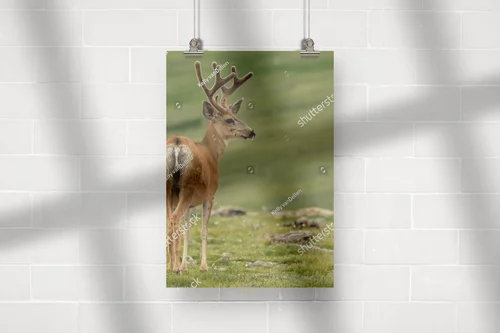 Mule Deer na tle malowniczych gór w Colorado