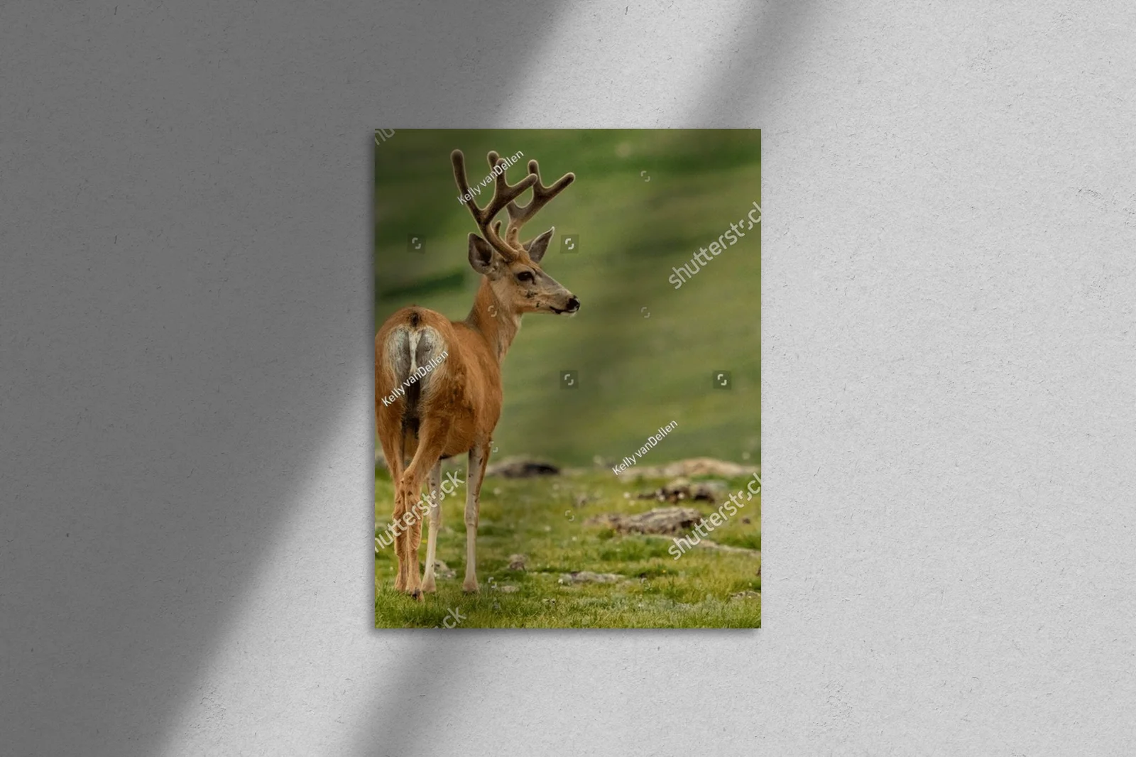 Mule Deer na tle malowniczych gór w Colorado