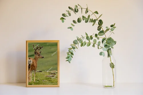 Mule Deer na tle malowniczych gór w Colorado