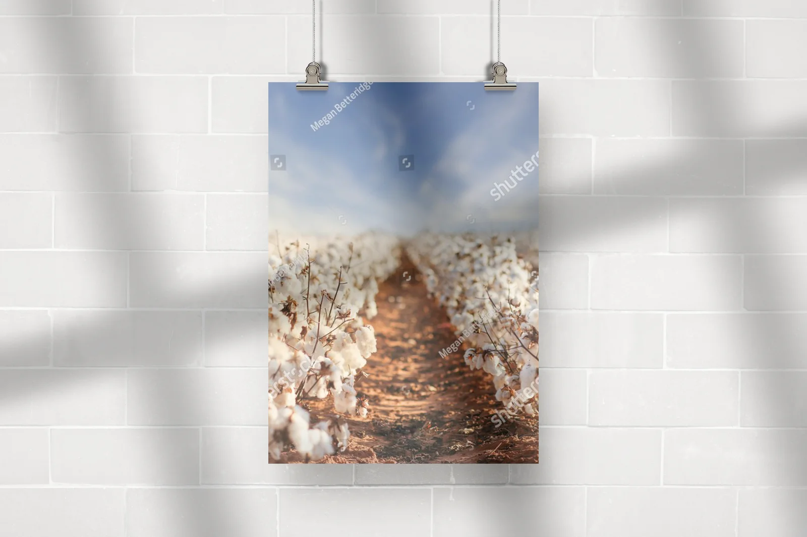 Cotton Fields: Esencja Zachodniego Teksasu