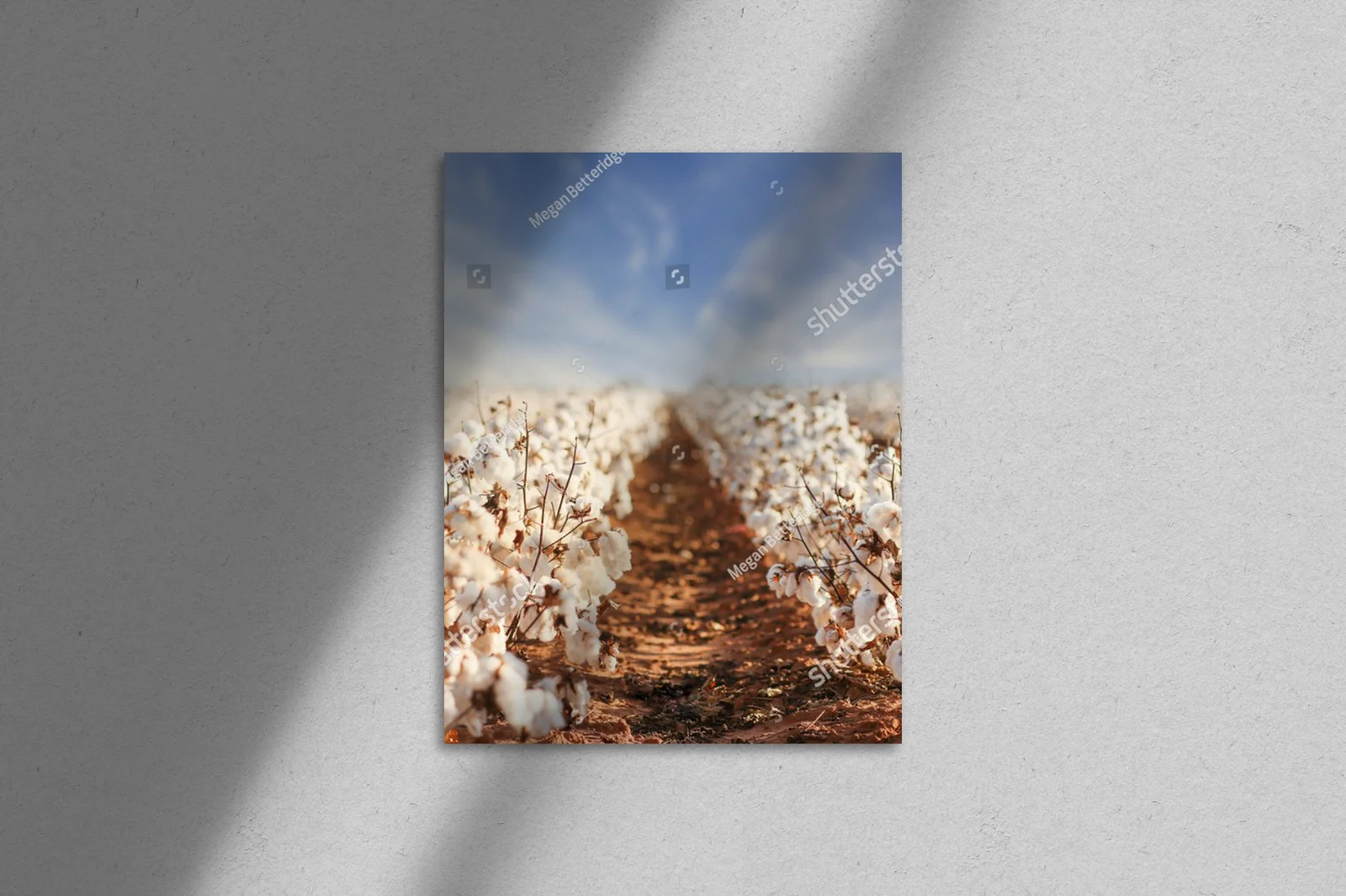 Cotton Fields: Esencja Zachodniego Teksasu