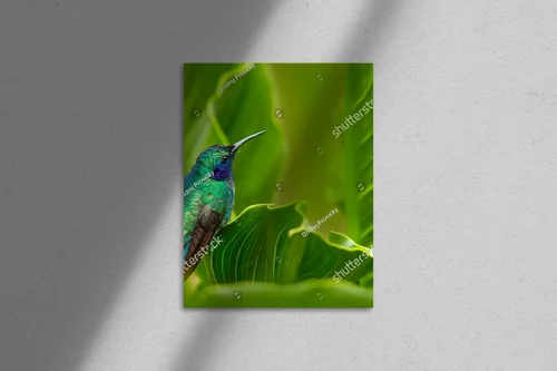 Ekscytujący świat panamskich kolibrów w zieleni