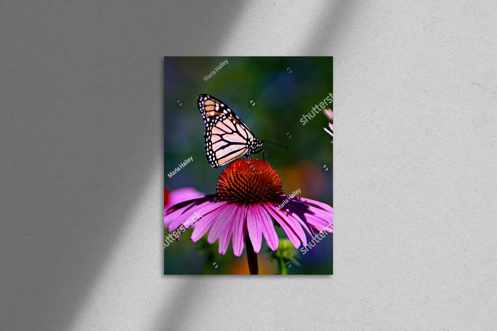 Bajeczny motyl monarszy na fioletowej koneflower