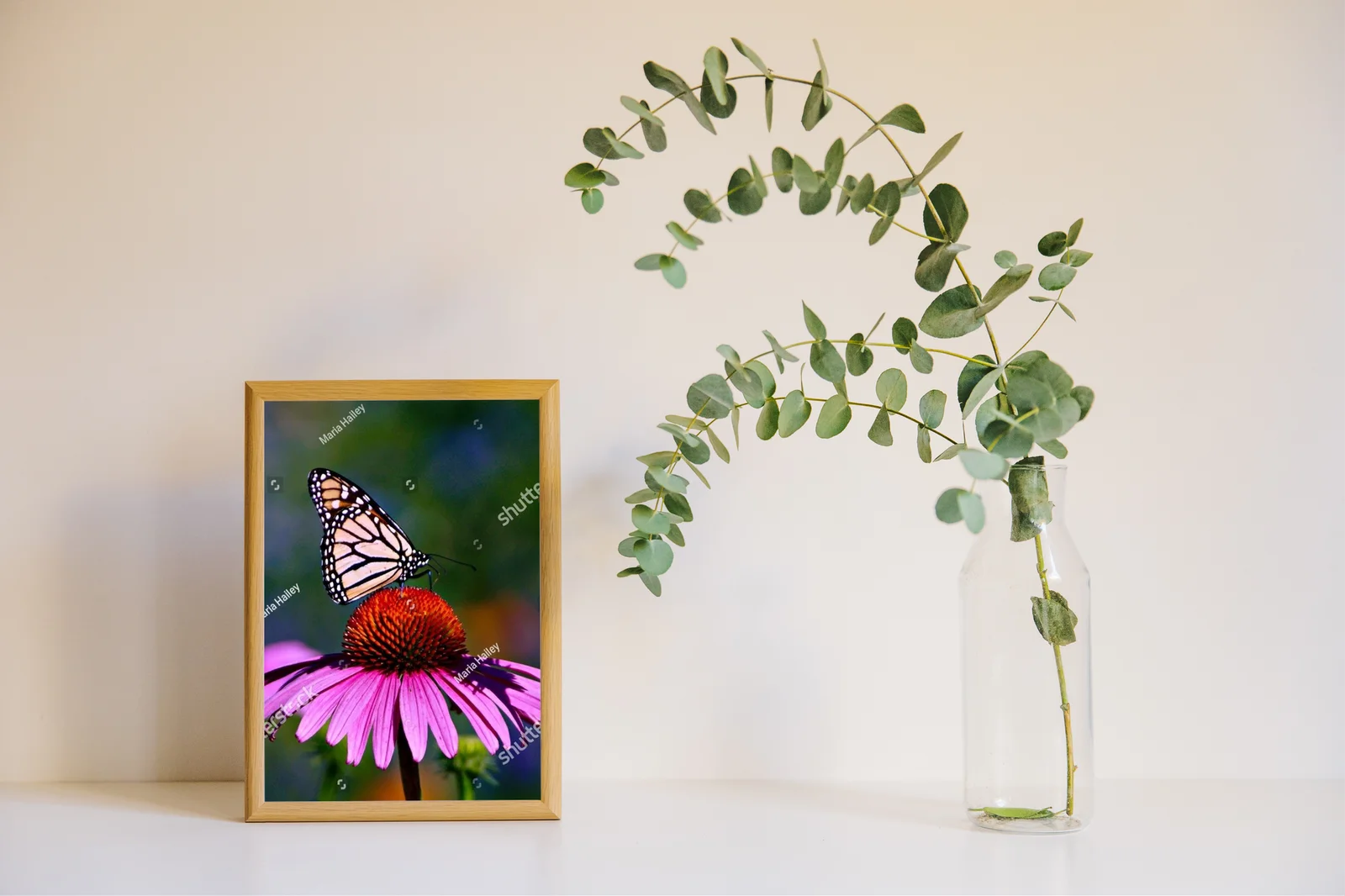 Bajeczny motyl monarszy na fioletowej koneflower
