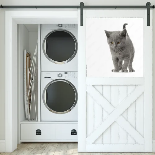 Urok Chatona Chartreux w subtelnej bieli