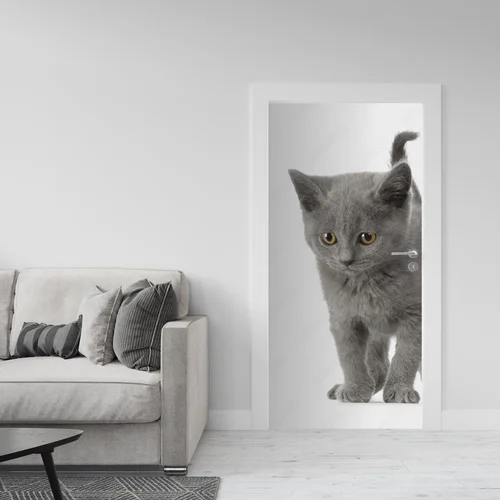 Urok Chatona Chartreux w subtelnej bieli