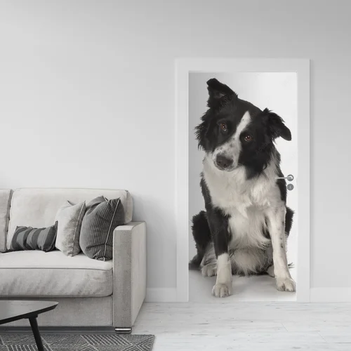 Słodkie spojrzenie border collie w białych tonach