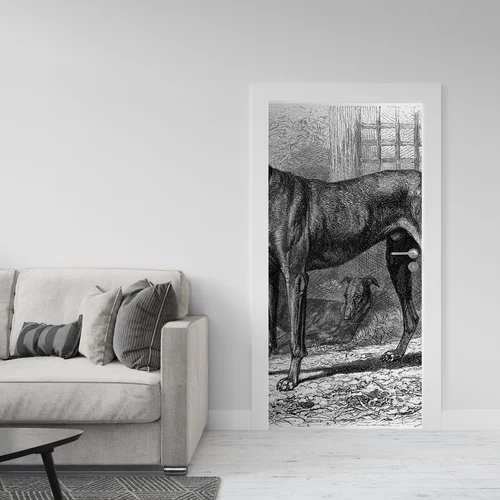 Elegancja Greyhoundów w białej harmonii