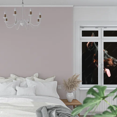 Wspaniale czarne oblicze dobermana w blasku reflektorów