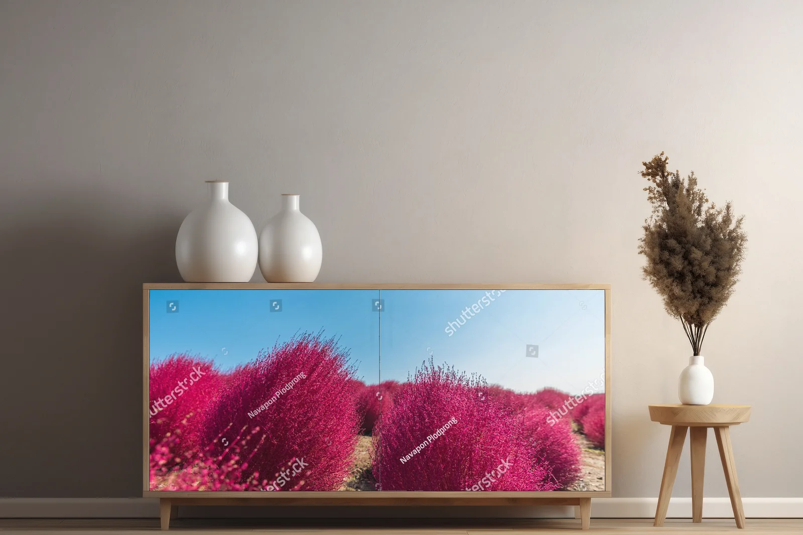 Jesienne kolory Bassia scoparia w Hitachi Seaside Park